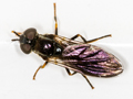 Platycheirus rosarum